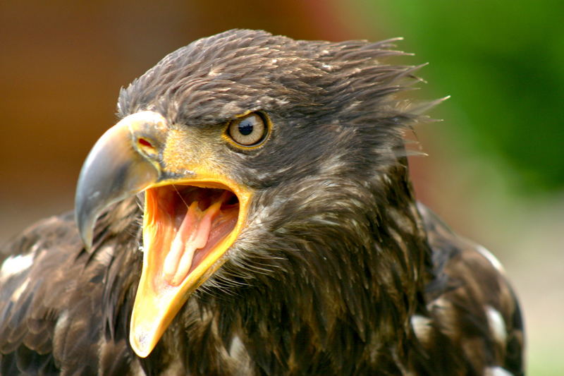 Junger weißkopfseeadler schreie