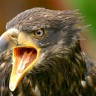 Junger weißkopfseeadler schreie