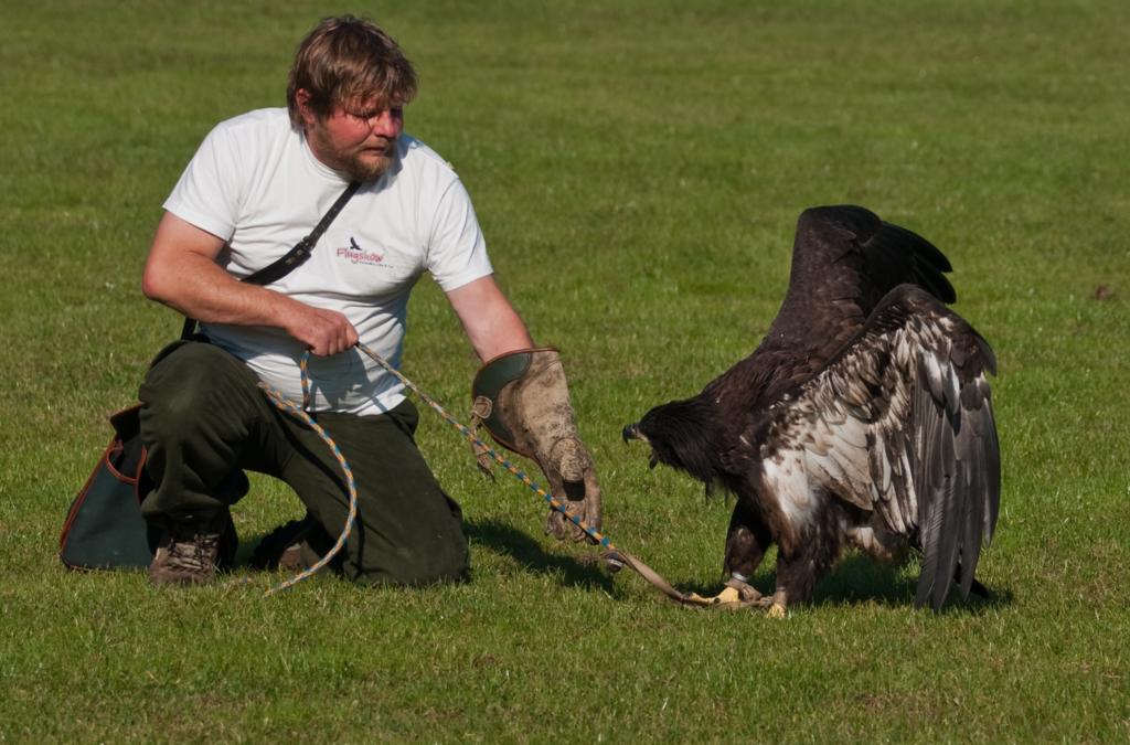 Junger Weißkopfseeadler1