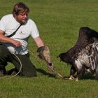 Junger Weißkopfseeadler1