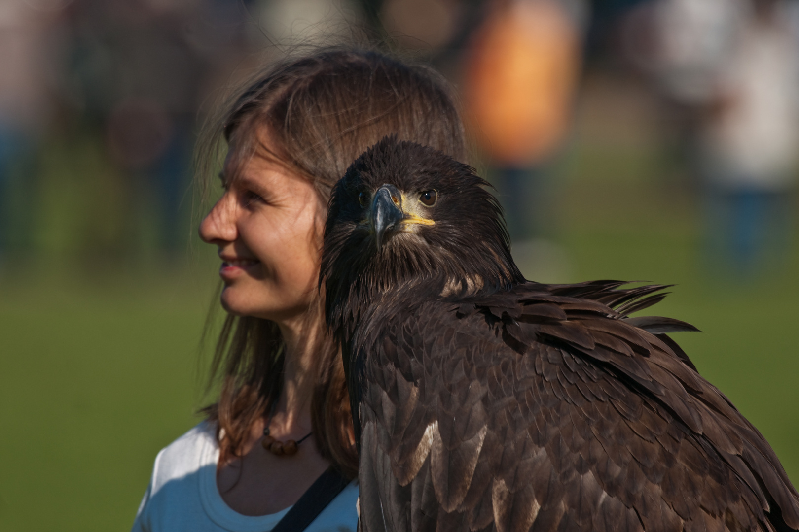 Junger Weißkopfseeadler2