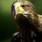 Junger Weißkopseeadler 3