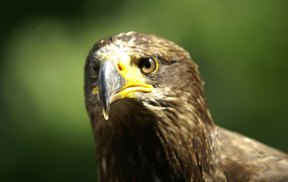 Junger Weißkopseeadler