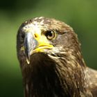 Junger Weißkopseeadler