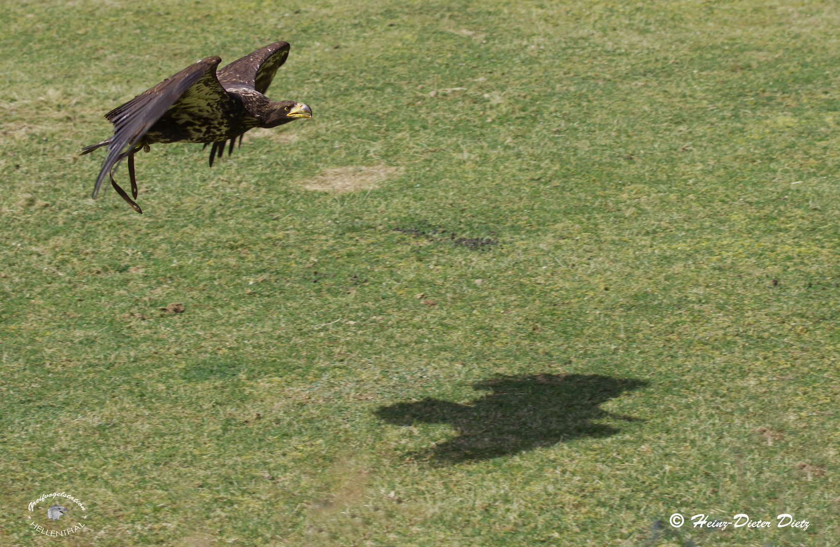 junger Weißkopseeadler "Kim" im Tiefflug