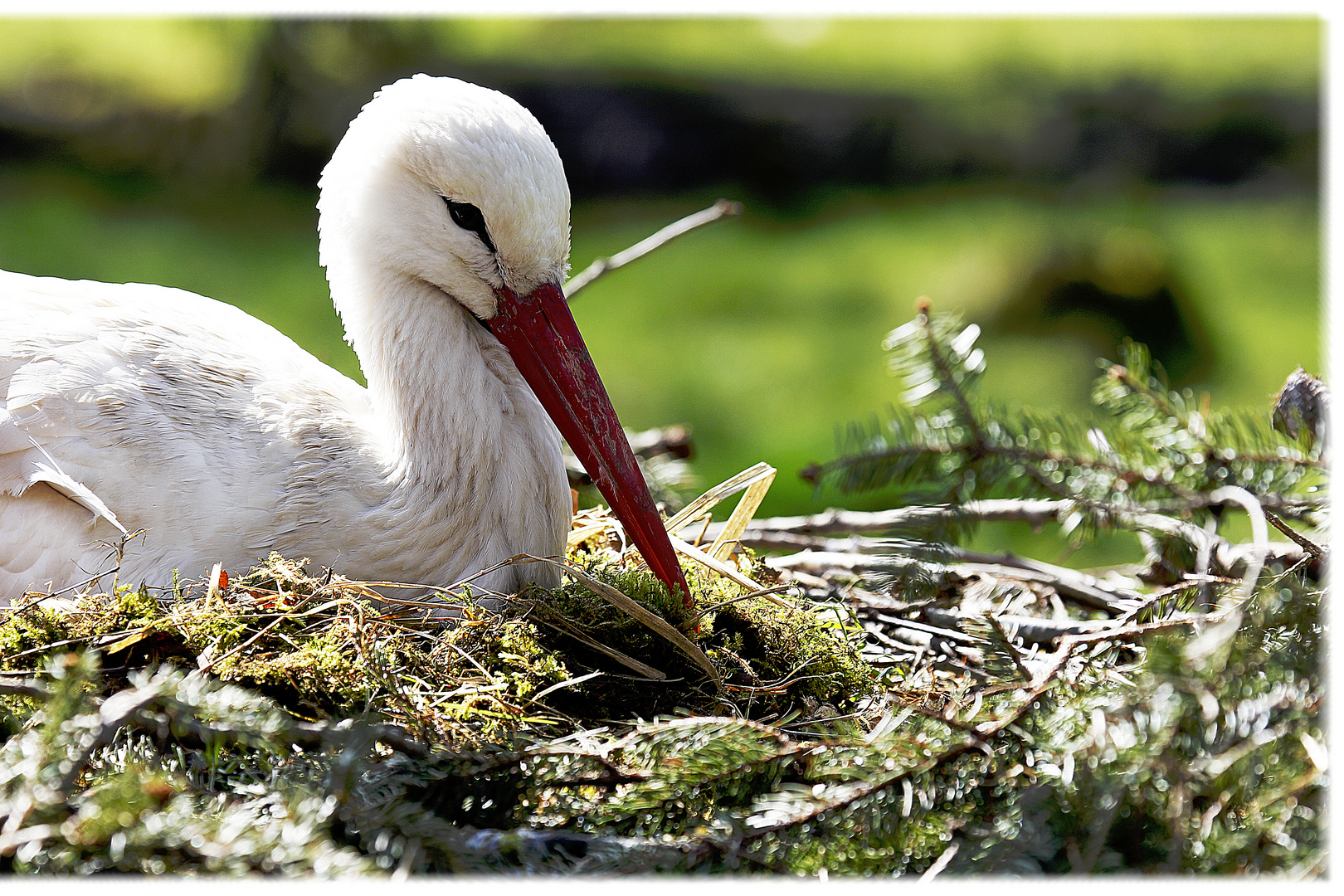 Junger Weißstorch