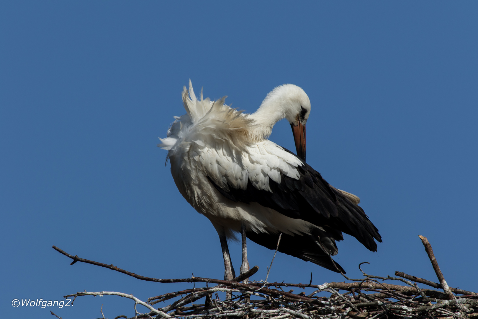 junger Weißstorch bei der Gefiederpflege