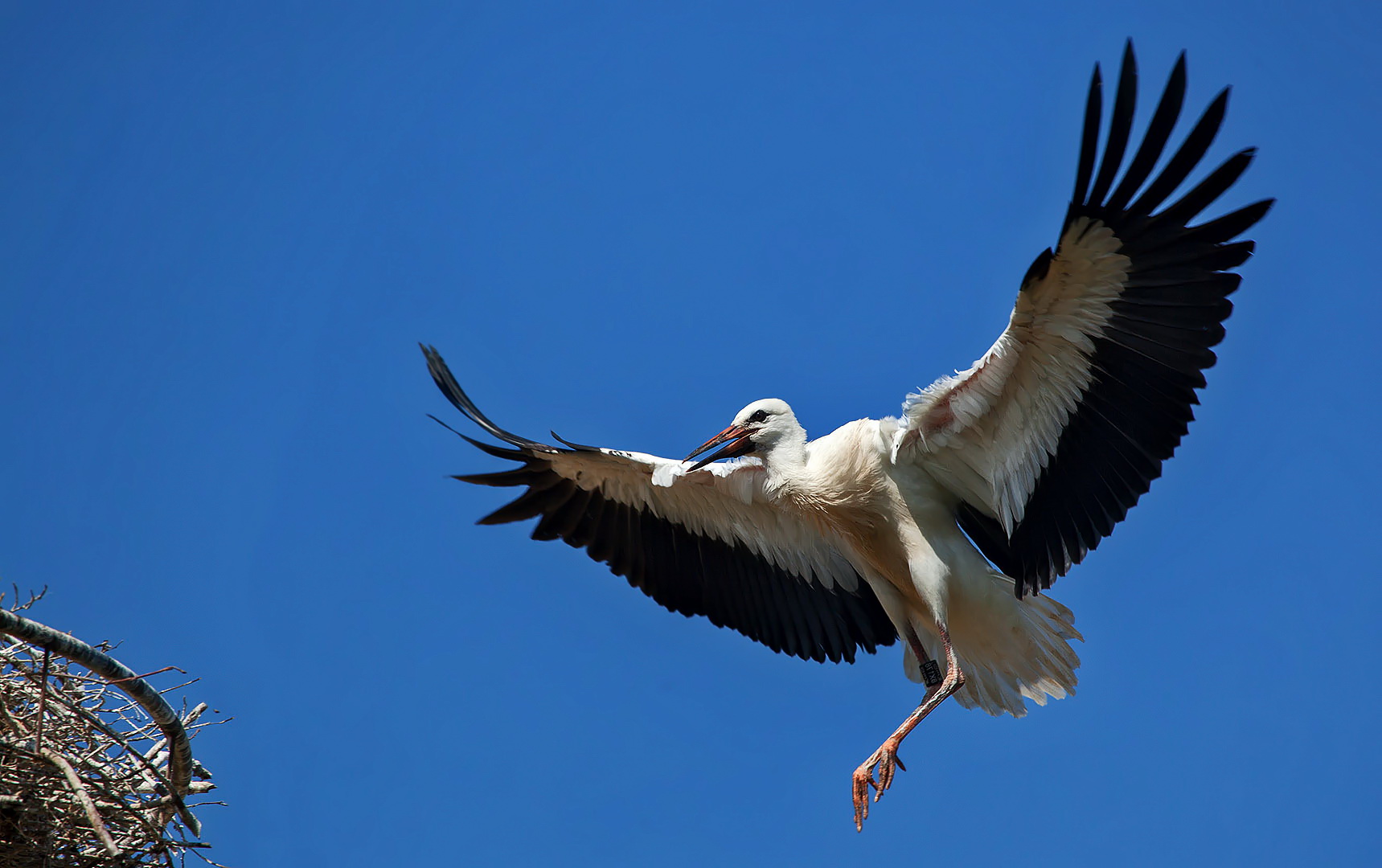 Junger Weißstorch beim Nestanflug 001