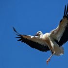 Junger Weißstorch beim Nestanflug 001