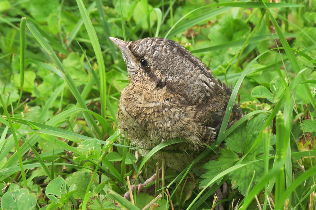  Junger Wendehals im Gras