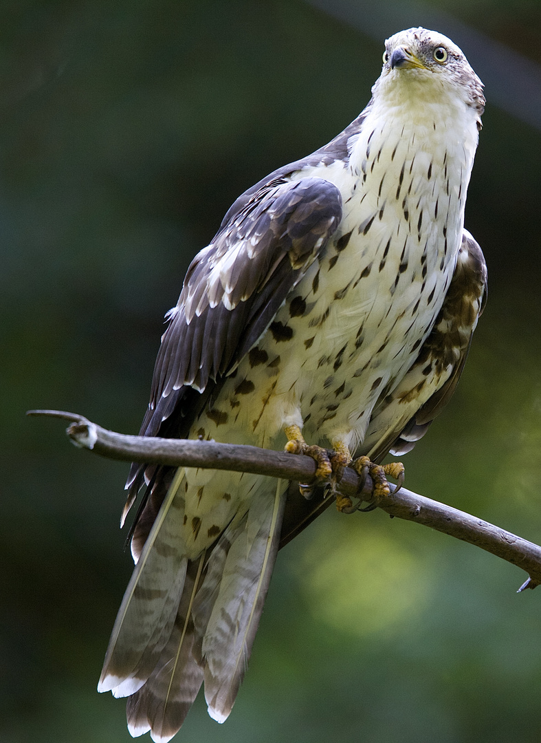 junger wespenbussard im Nationalpark bay.wald