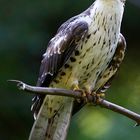 junger wespenbussard im Nationalpark bay.wald