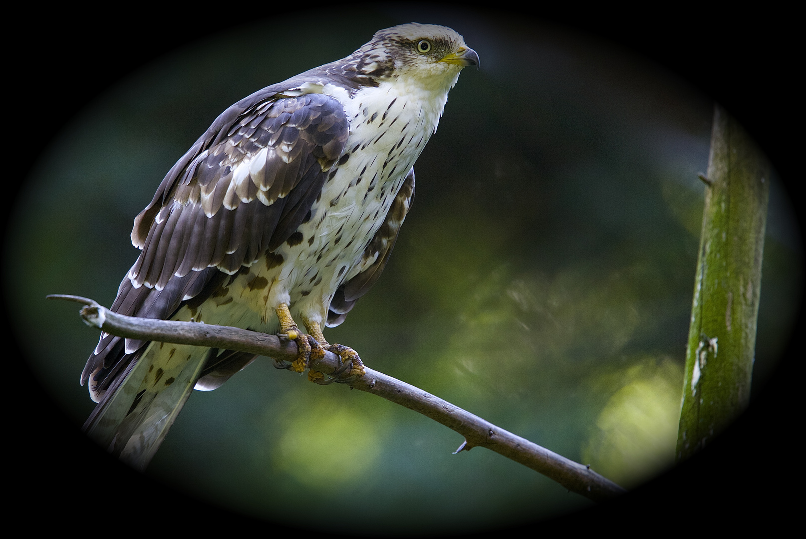 junger wespenbussard im Nationalpark bay.wald