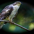 junger wespenbussard im Nationalpark bay.wald