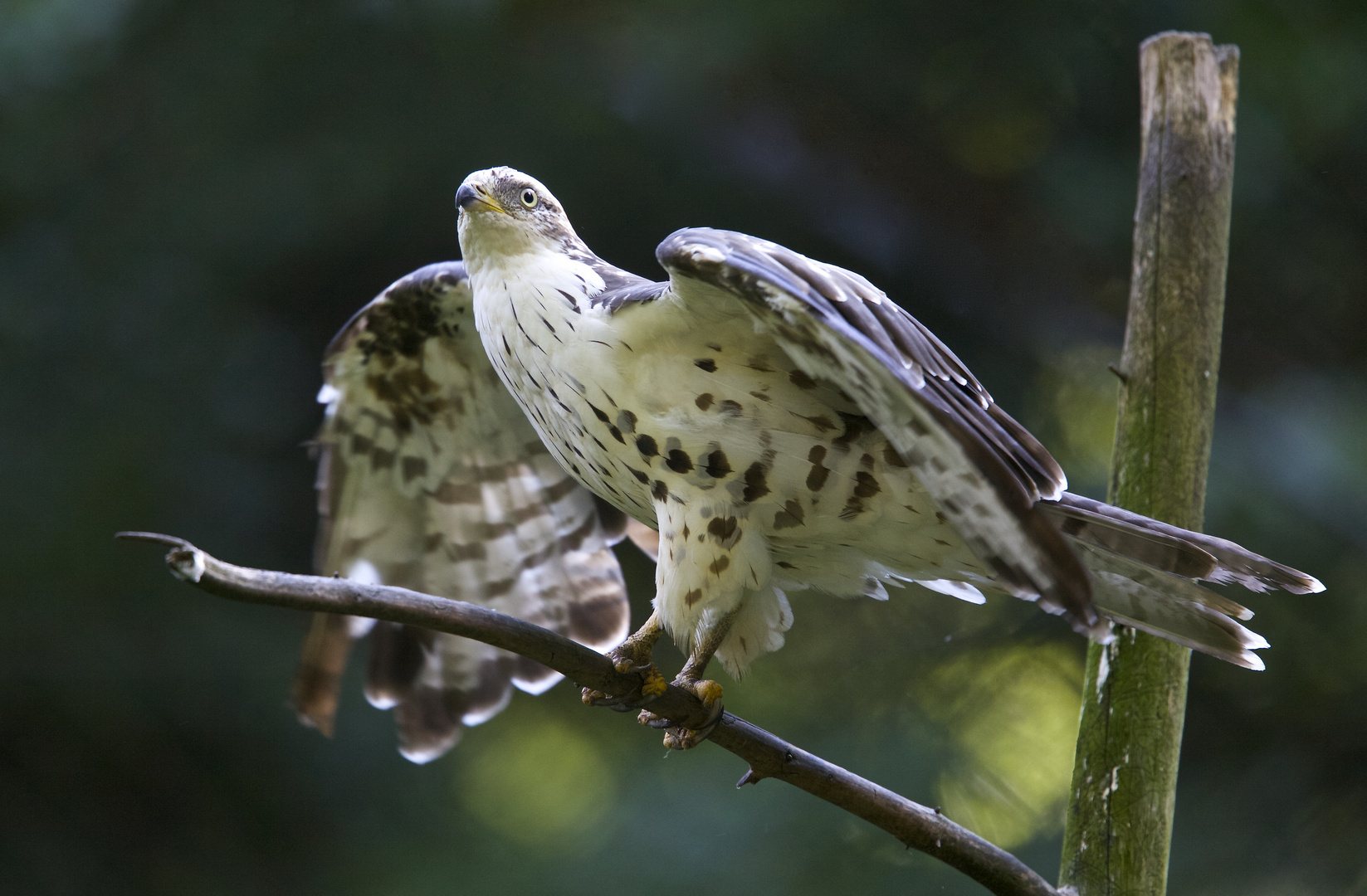 junger wespenbussard im Nationalpark bay.wald