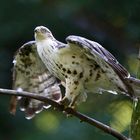 junger wespenbussard im Nationalpark bay.wald