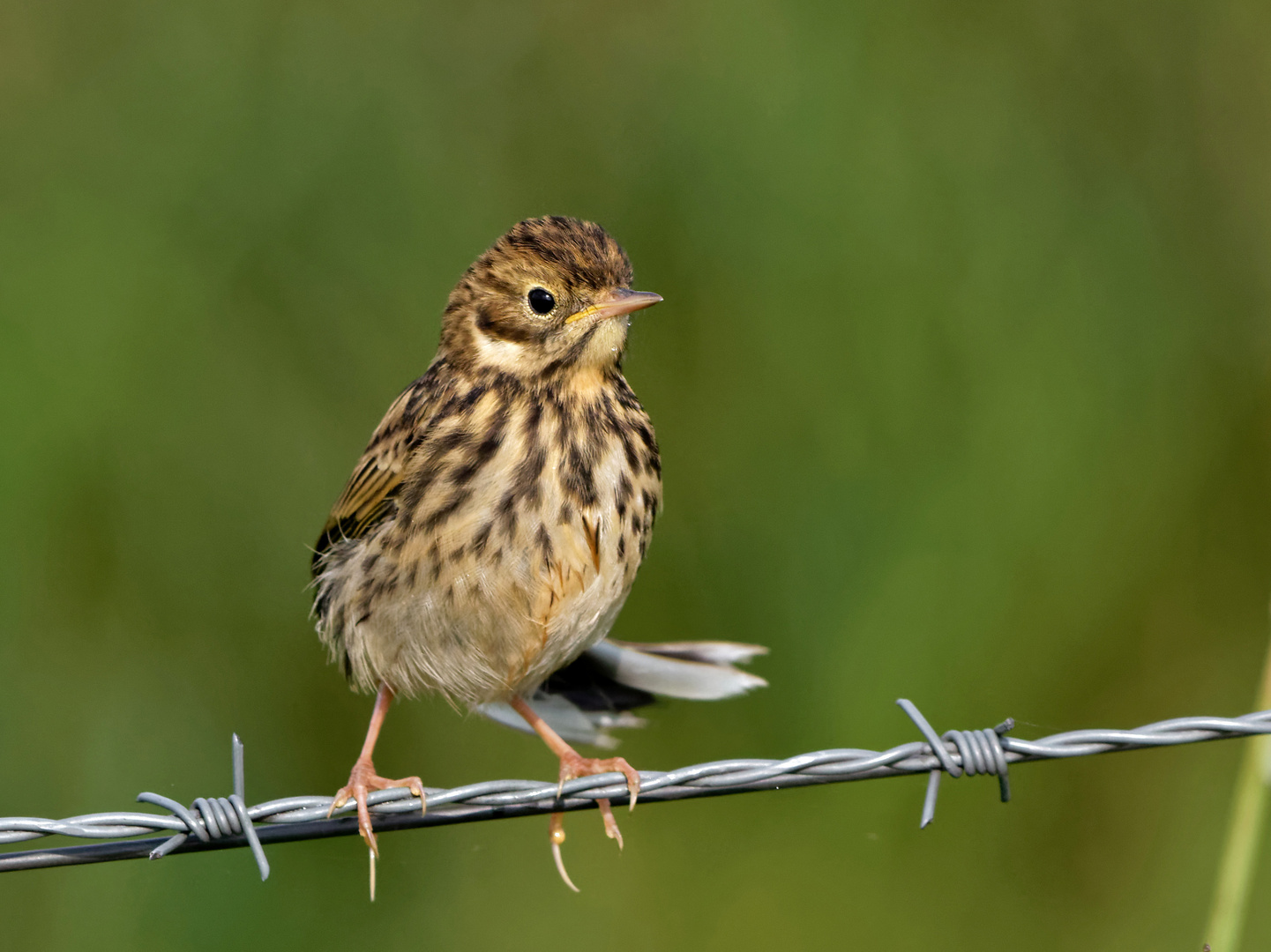 Junger Wiesenpieper