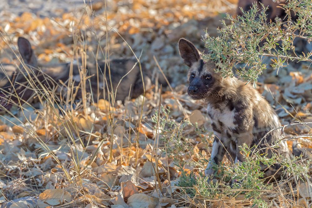 junger Wildhund