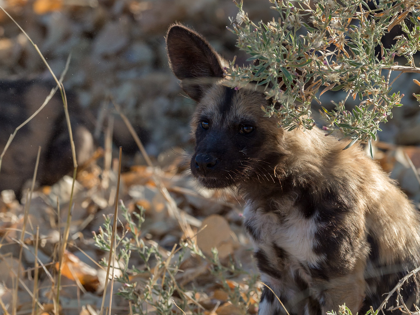 junger Wildhund