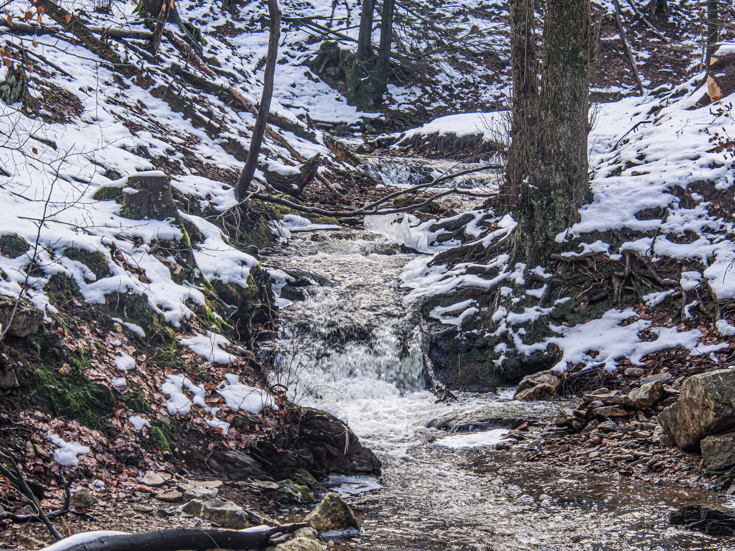 junger winterlicher Hasselbach