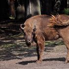 Junger Wisent