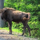 Junger Wisent