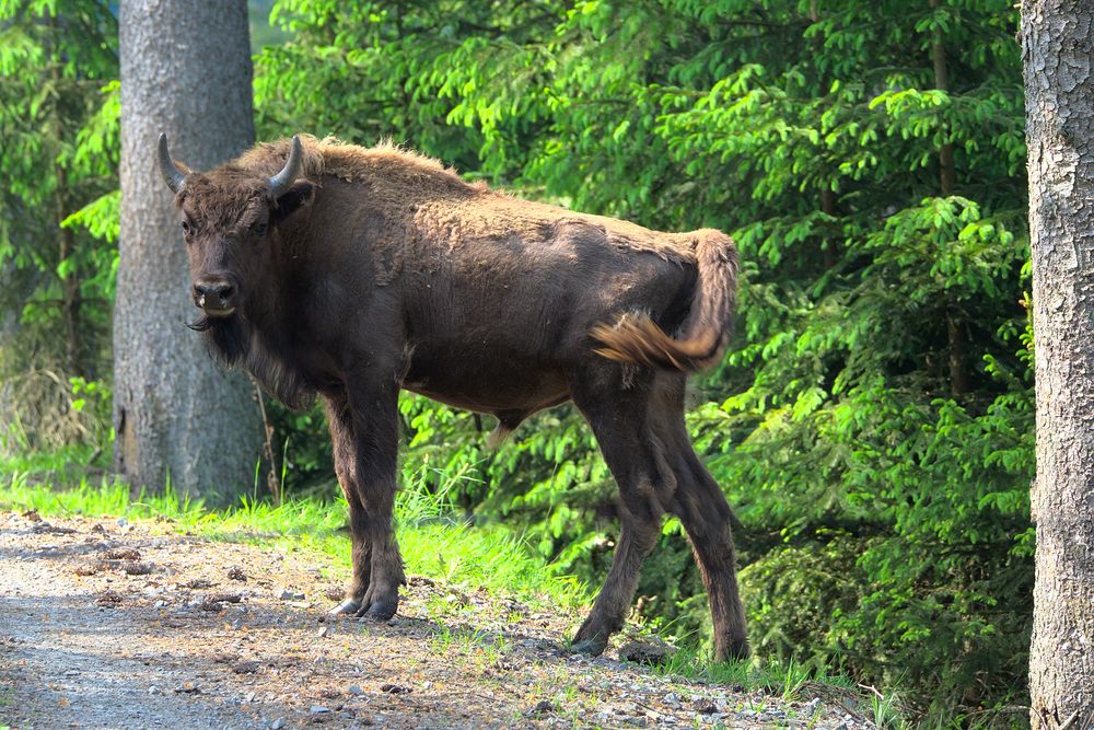 Junger Wisent