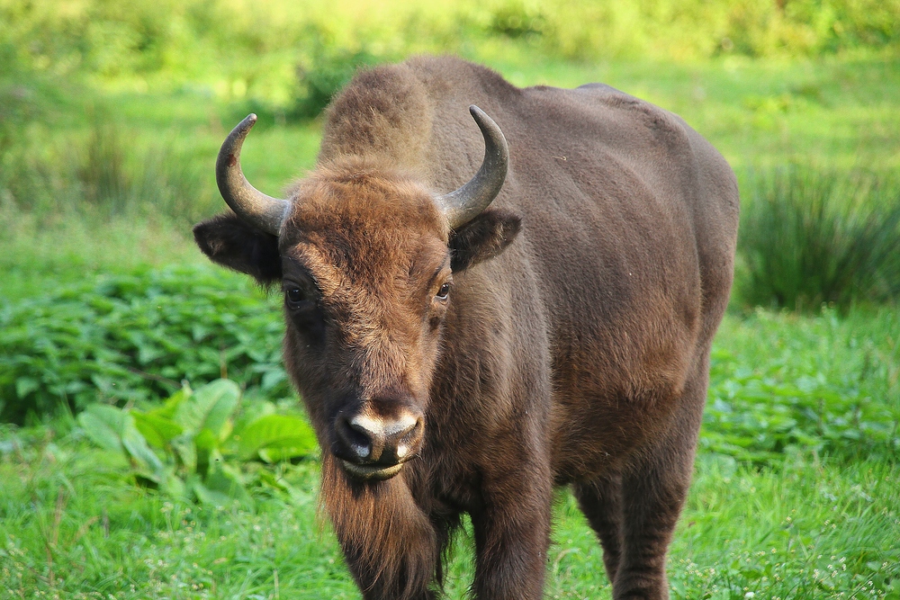 Junger Wisent