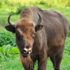 Junger Wisent