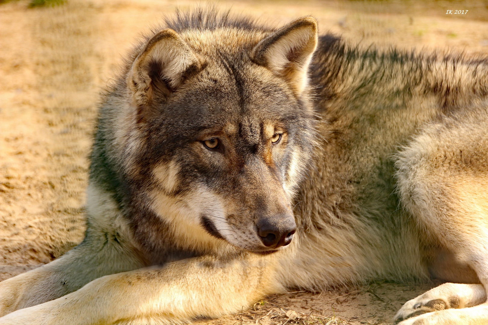 junger Wolf