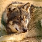 junger Wolf