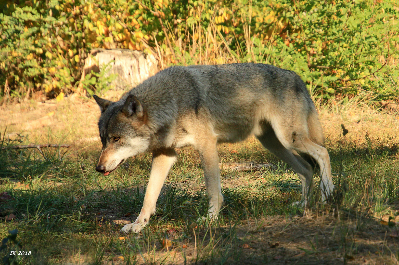 Junger Wolf