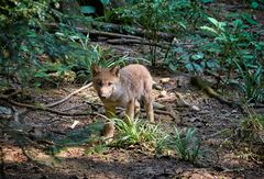 Junger Wolf auf der Suche nach seiner Mutter