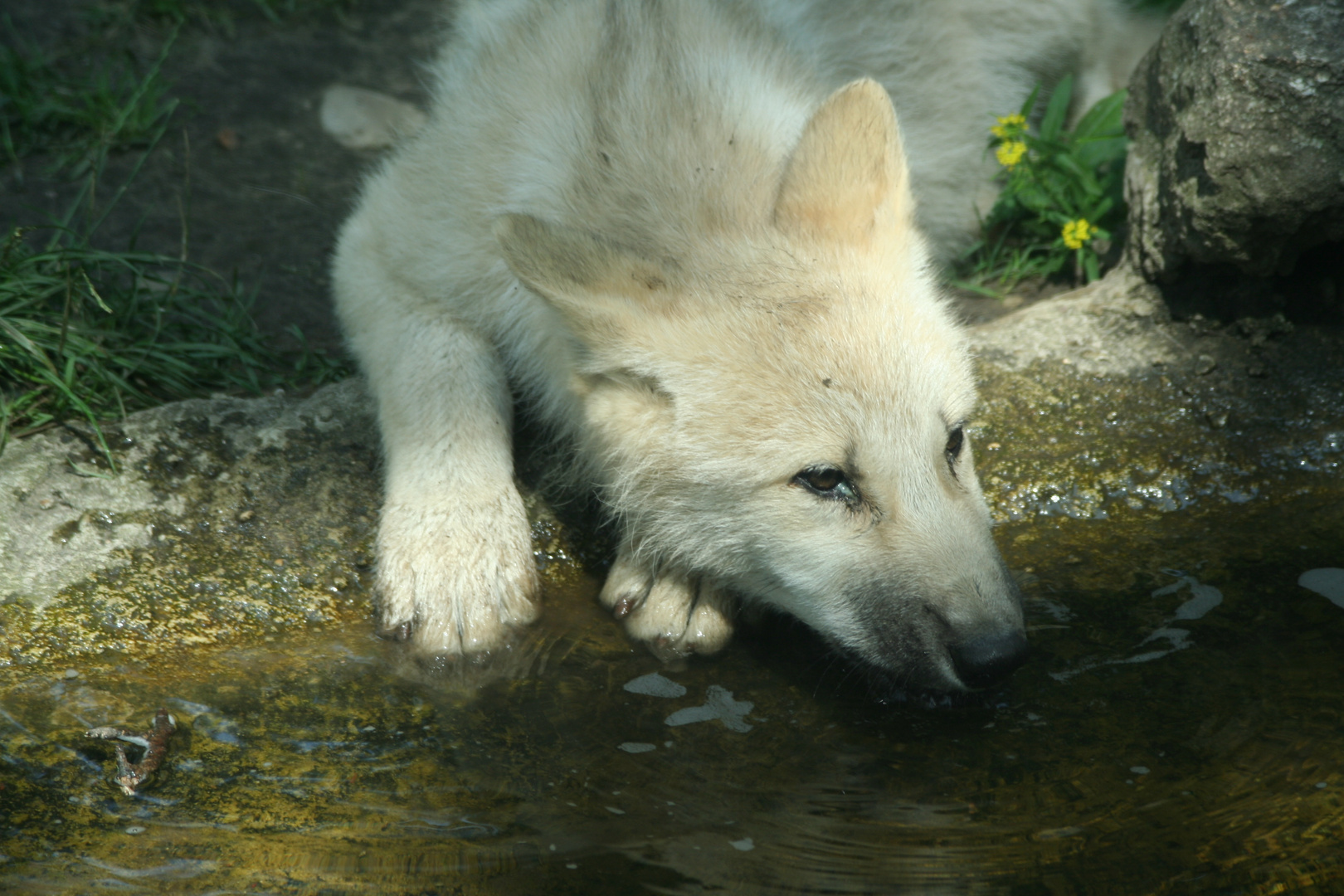 junger Wolf bei der Mittagsruhe