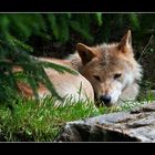 Junger Wolf