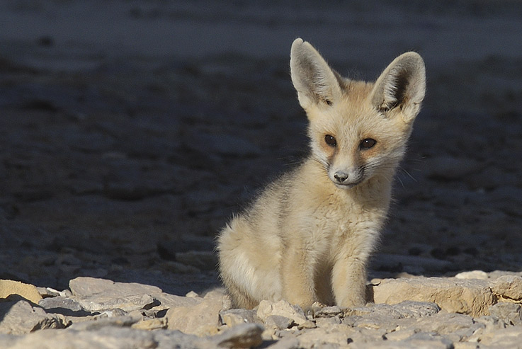 Junger Wüstenfuchs