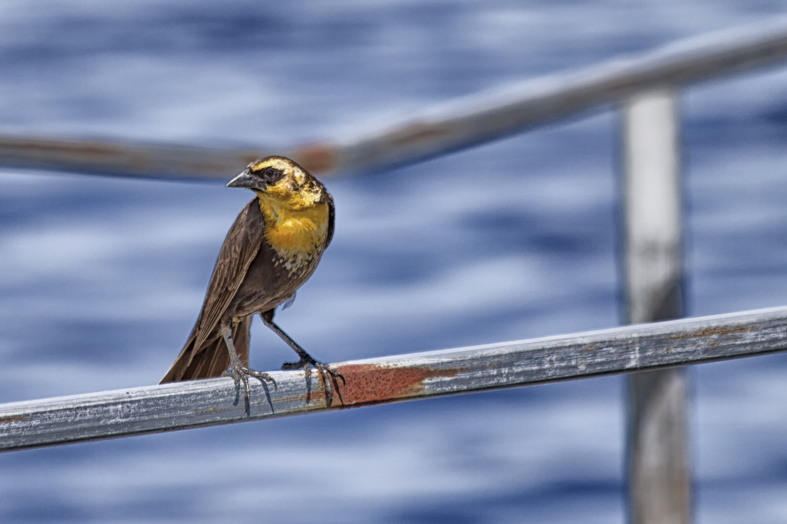 Junger Yellow Headed Blackbird im Oak Hammock Marshland in Manitoba