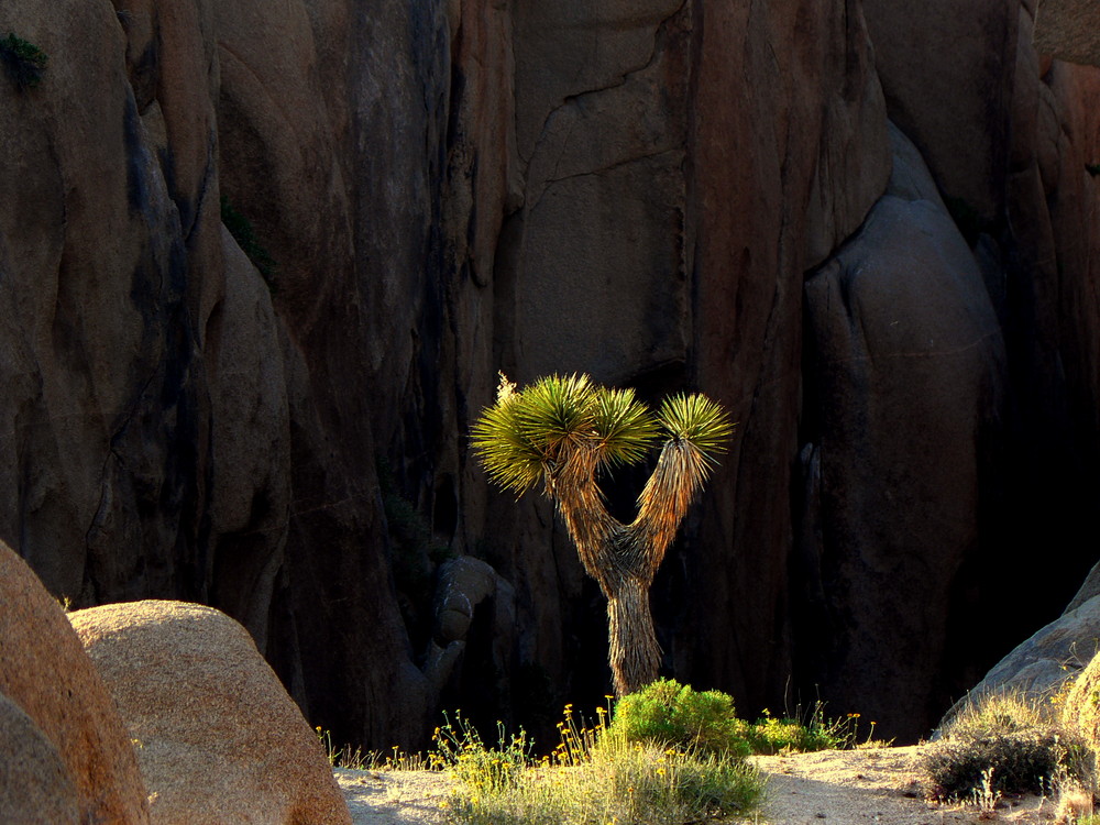 junger Yoshua-Tree behauptet sich zwischen Jumbo-Rocks