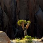 junger Yoshua-Tree behauptet sich zwischen Jumbo-Rocks