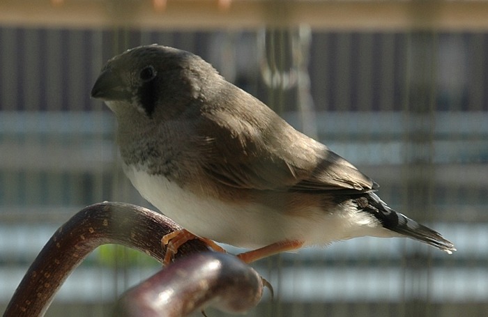 Junger Zebrafinke "BuBi"