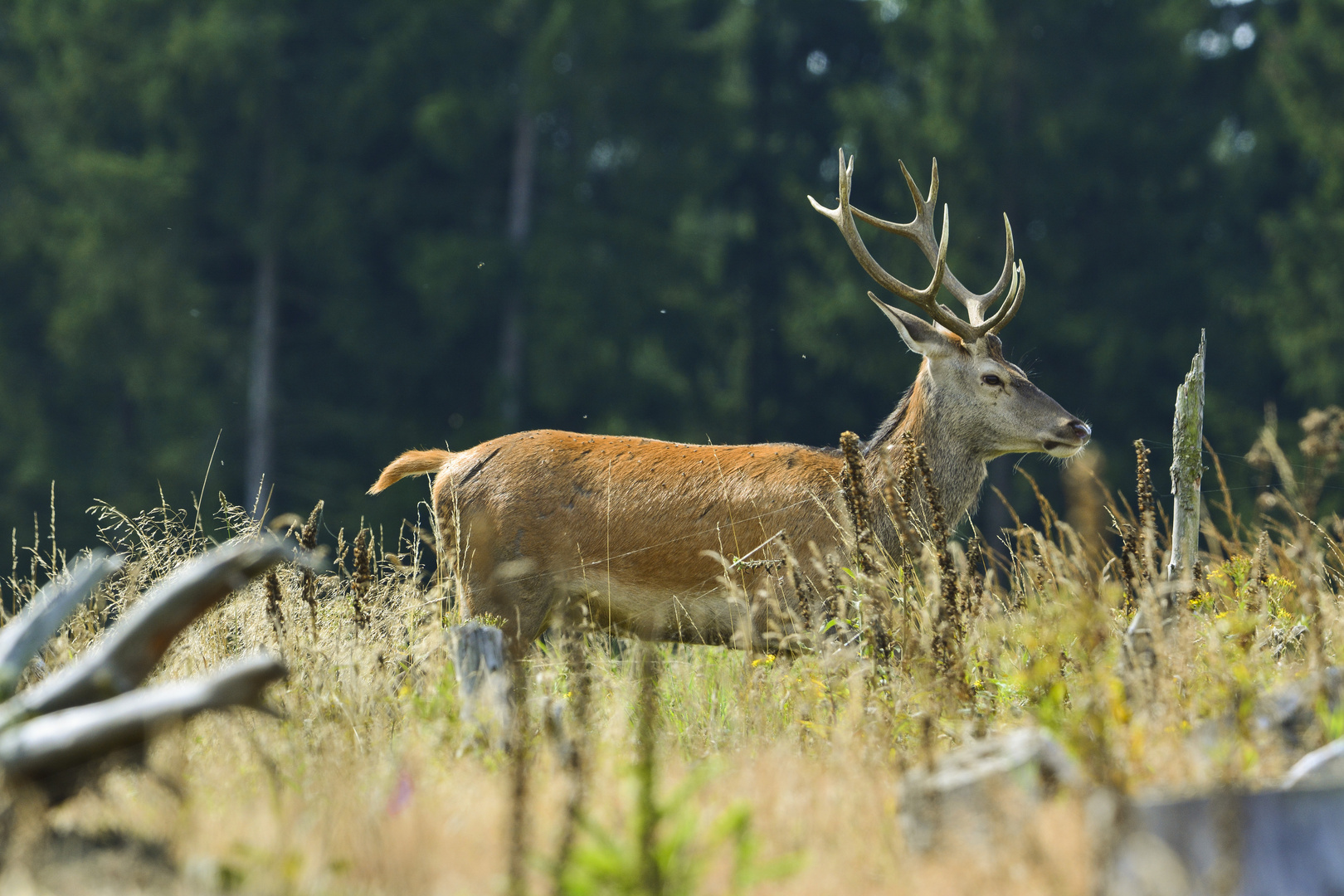 Junger Zehner auf der Waldlichtung