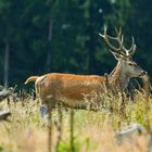 Junger Zehner auf der Waldlichtung