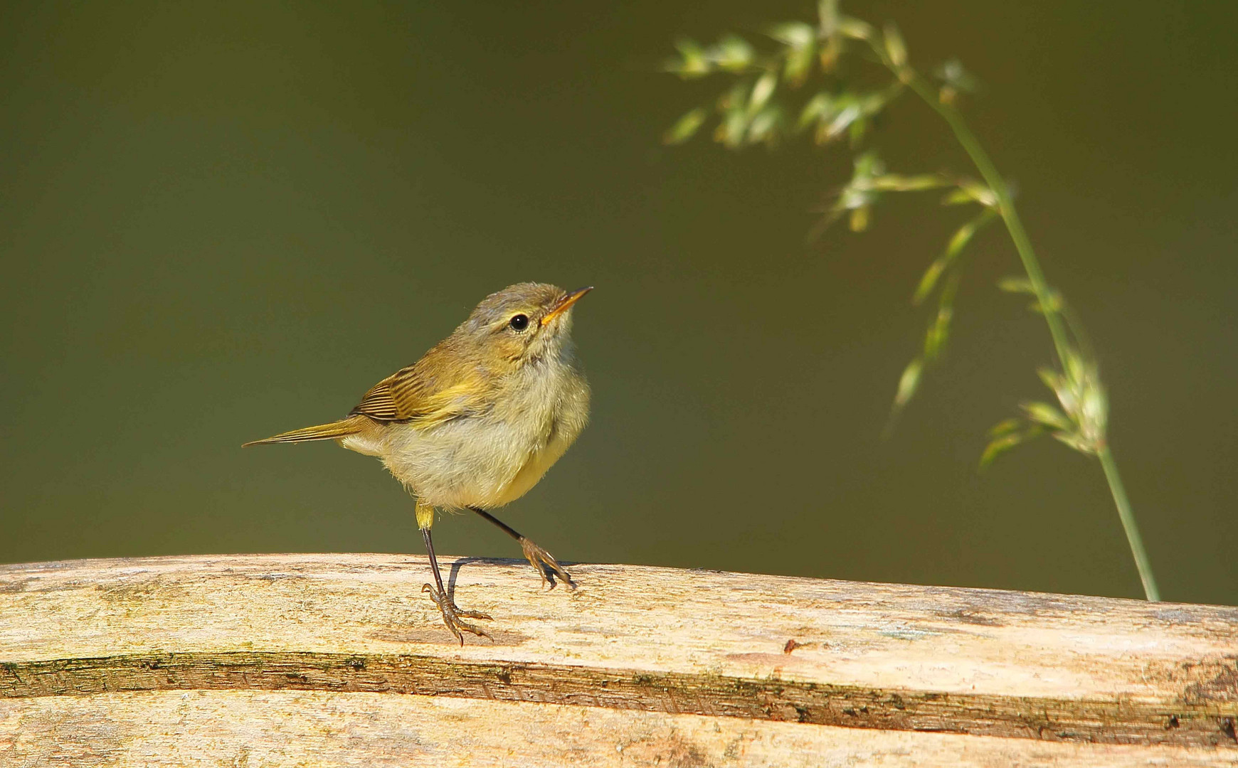 Junger Zilpzalp (Phylloscopus collybita)