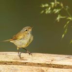 Junger Zilpzalp (Phylloscopus collybita)