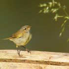 Junger Zilpzalp (Phylloscopus collybita)