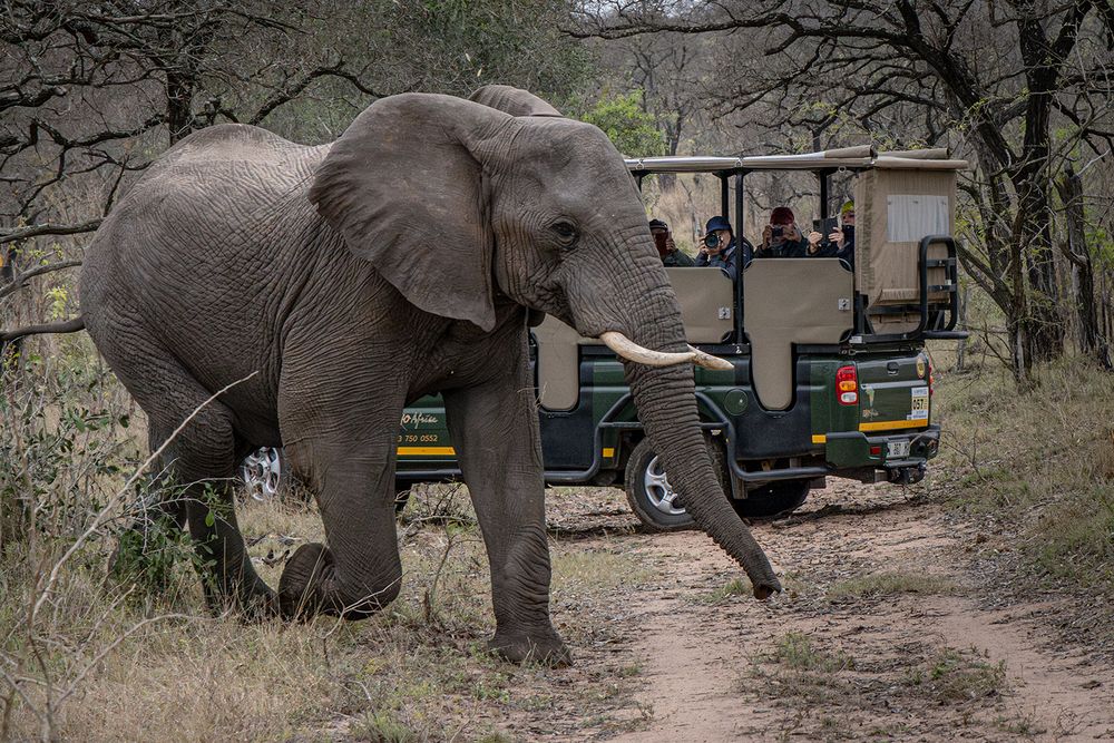 junger, zorniger Elefant