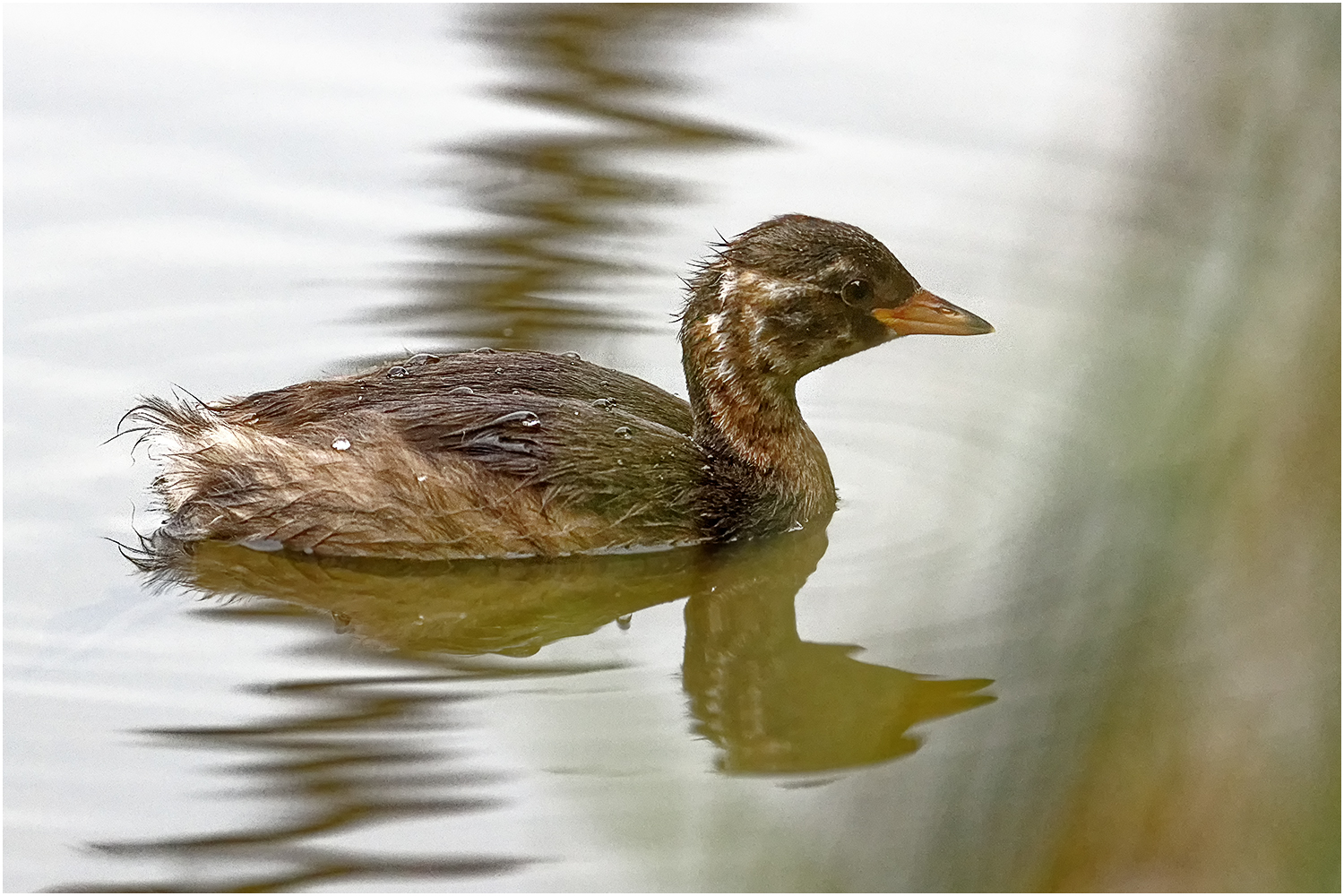 Junger Zwergtaucher (Tachybaptus ruficollis)