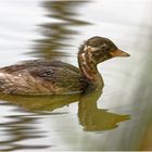 Junger Zwergtaucher (Tachybaptus ruficollis)