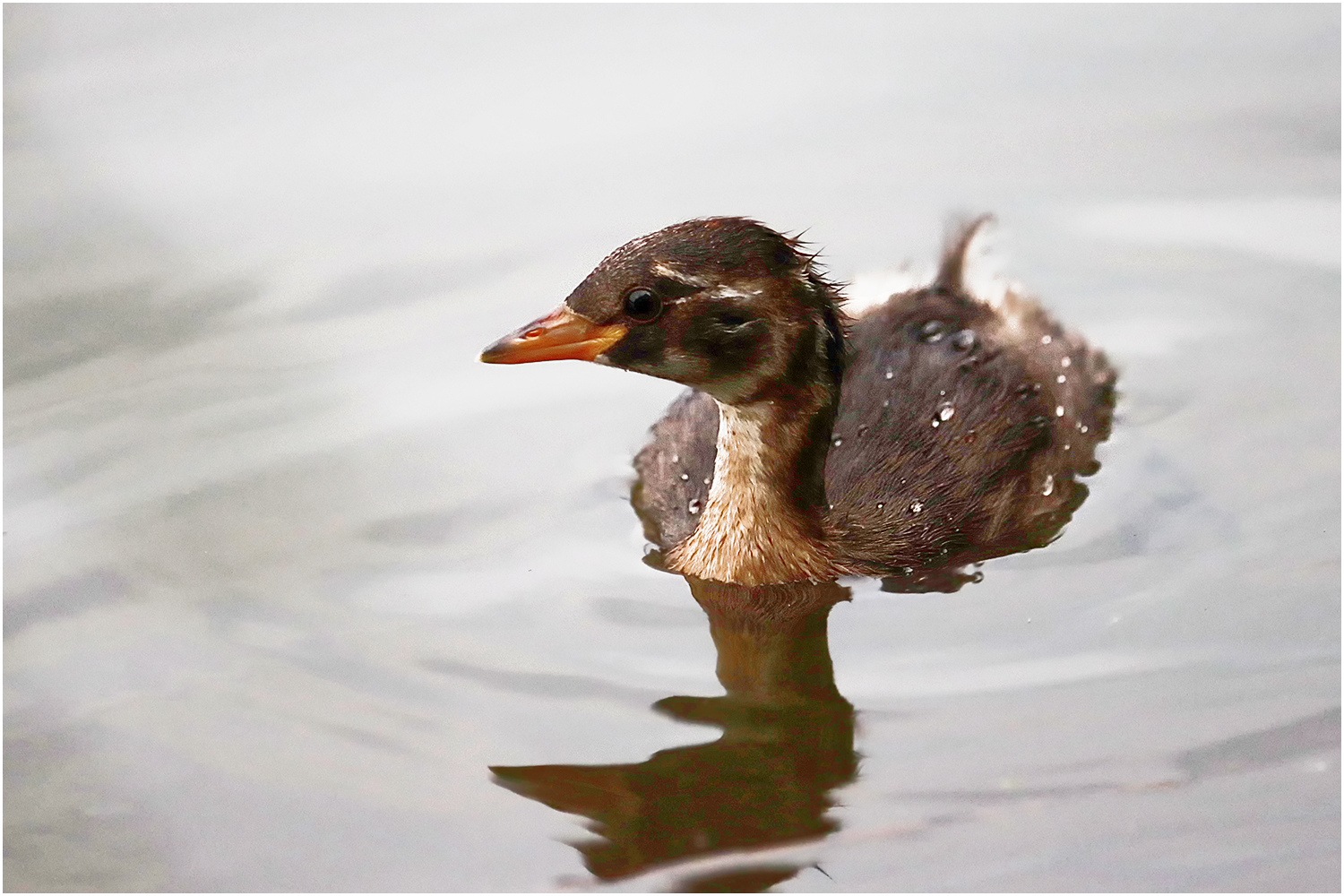 Junger Zwergtaucher (Tachybaptus ruficollis)