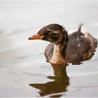 Junger Zwergtaucher (Tachybaptus ruficollis)